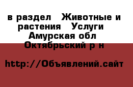  в раздел : Животные и растения » Услуги . Амурская обл.,Октябрьский р-н